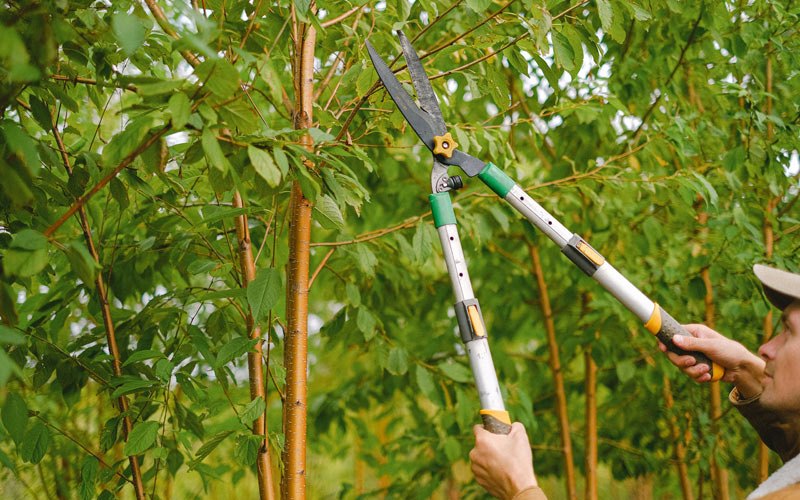 Tree trimming in Casey, IA